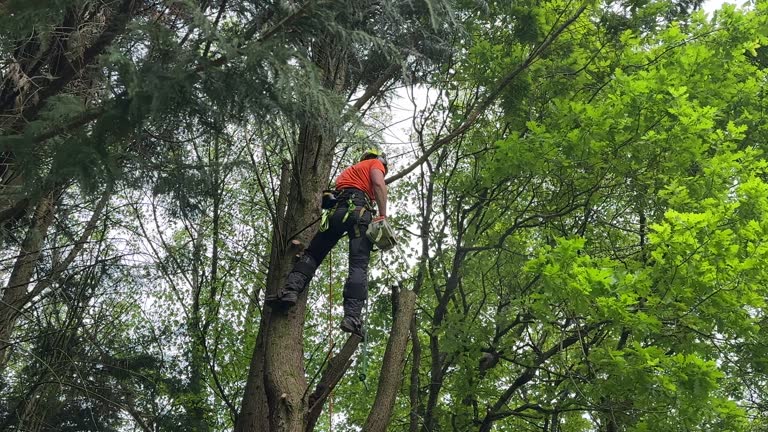 Best Tree Health Inspection  in Gberts, IL