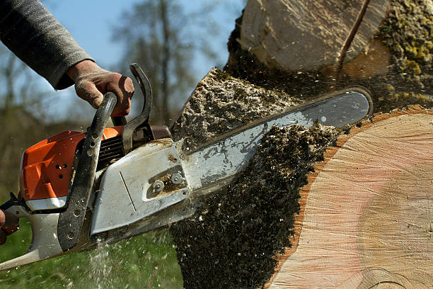 Tree and Shrub Care in Gilberts, IL